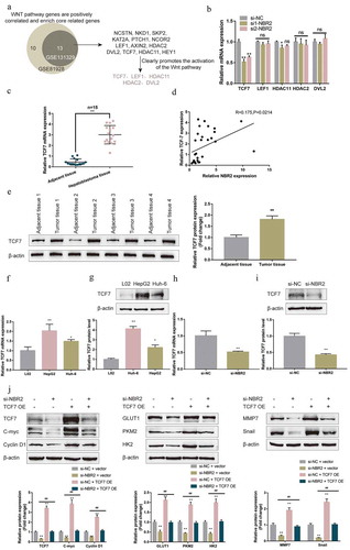 Figure 3. LncRNA NBR2 promotes TCF7 expression to activate the Wnt pathway (a) GSE131329 and GSE81928 were analyzed to identify genes that were positively correlated with NBR2; positively correlated genes were applied for GSEA analysis and enriched in the Wnt/β-catenin signaling. Two groups of positively correlated genes intersected in NCSTN, NKD1, SKP2, KAT2A, PTCH1, NCOR2, LEF1, AXIN2, HDAC2, DVL2, TCF7, HDAC11, HEY1; among them, TCF7, DVL2, HDAC2, HDAC11, and LEF1 have been reported to promote the activation of the Wnt/β-catenin pathway. (b) HepG2 cells were transfected with si-NC, si1-NBR2, or si2-NBR2 and examined for the expression of TCF7, DVL2, HDAC2, HDAC11, and LEF1 using qRT-PCR. (c) The expression of TCF7 mRNA was determined in 15 pairs of adjacent non-cancerous tissues and hepatoblastoma tissues by real-time qPCR. (d) The correlation between lncRNA NBR2 and TCF7 expression in tissue samples was analyzed using Pearson’s correlation analysis. (e) The protein levels of TCF7 were examined in hepatoblastoma and noncancerous tissue samples using Immunoblotting. (f) The mRNA expression of TCF7 was determined in L02, HepG2, and Huh-6 cells using real-time qPCR. (g) The protein levels of TCF7 were determined in L02, HepG2, and Huh-6 cells using Immunoblotting. (h-i) HepG2 cells were transfected with si-NBR2 and examined for the mRNA expression and protein levels of TCF7 by real-time qPCR and Immunoblotting, respectively. (j) HepG2 cells were co-transfected with si-NBR2 and TCF7-overexpression plasmid (TCF7 OE) and examined for the protein levels of TCF7, c-myc, cyclin D1, GLUT1, PKM2, HK2, MMP7, and Snail by Immunoblotting. *P < 0.05, **P < 0.01, ##P < 0.01