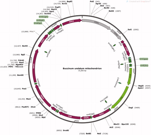 Appendix 1. Visual representation of the complete mitochondrial genome of the common whelk Buccinum undatum (Gastropoda: Buccinidae), obtained with MITOS (Bernt et al.Citation2013)