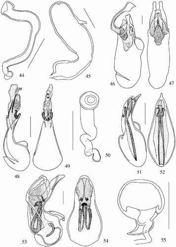 Figures 44–55 Spermatheca and aedeagus in lateral and ventral views. 44: Drusilla perakensis n. sp.; 45: Zyras (Glossacantha) malaybipunctatus n. sp.; 46, 47: Zyras (Diaulaconia) malaycompressicornis n. sp.; 48–50: Pseudoplandria squamarum n. sp.; 51, 52: Pseudoplandria trabis n. sp.; 53, 54: Tetrasticta caputcyrneum n. sp.; 55: Coenonica tasekensis n. sp. Scale bars: 0.1 mm.