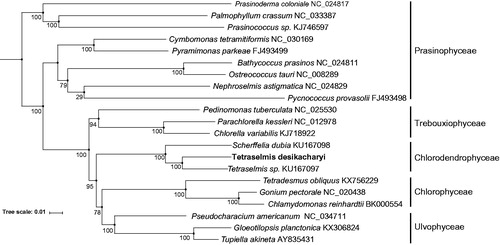 Figure 1. Maximum-likelihood phylogenetic tree based on amino acid of 50 genes.