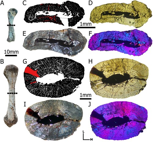 FIGURE 1. Aetosaurus ferratus humerus morphology of A, SMNS 5770-21 and B, SMNS 5770-2; C, bone microstructure of SMNS 5770-21; D, cross sections of SMNS 5770-21 in normal transmitted and E, F, cross-polarized light; G, bone microstructure of SMNS 5770-2; H, cross sections of SMNS 5770-2 in normal transmitted light and I, J, cross-polarized light. Scale bars equal 10 mm for A and B, and 1 mm for C–J.