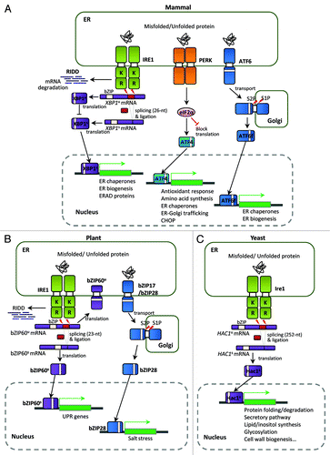 Figure 1. Unfolded protein response (UPR) pathways in eukaryotes. (A) The mammalian UPR pathway consists of three ER-transmembrane sensor proteins, IRE1, PERK, and ATF6. Activation of IRE1 cleaves the 26 nt intron of XBP1u mRNA, and the activated XBP1s bZIP transcription factor upregulates many essential UPR target genes. On the other hand, the translated XBP1u protein appears to sequester XBP1s protein in the cytosol. IRE1 also controls selective mRNA decay (RIDD). Activation of PERK blocks general protein synthesis and increases the specific translation of ATF4 mRNA via phosphorylation of eIF2α. The ATF4 bZIP transcription factor induces expression of UPR target genes. ATF6 is a type II ER transmembrane protein with a bZIP domain. Upon ER stress, ATF6 is translocated to the Golgi and processed proteolytically by site-1 protease (S1P) and site-2 protease (S2P); the ATF6 fragment with the bZIP domain (ATF6f) is then released and translocates to the nucleus to activate UPR genes. (B) The UPR pathway in Arabidopsis thaliana consists of two branches: one involving endoribonuclease IRE1 and the other involving the proteolytic processing of membrane-associated bZIP transcription factors (bZIP17/28). Upon ER stress, IRE1 removes the 23 nt intron of bZIP60 mRNA, resulting in a bZIP protein lacking a transmembrane domain (bZIP60s) via frameshift translation. The bZIP60s transcription factor translocates to the nucleus to activate UPR target genes. Similar to mammalian ATF6, the membrane-associated bZIP transcription factors (bZIP17/28) are processed at the Golgi by S1P and S2P, releasing the truncated versions of bZIP17/28 into the nucleus to activate UPR target genes. Regulated IRE1-dependent decay of specific mRNAs in Arabidopsis has also been observed recently. (C) The yeast Saccharomyces UPR pathway is composed of the Ire1 kinase and the Hac1 bZIP transcription factor. Accumulation of unfolded or misfolded proteins in the ER lumen causes Ire1 to dimerize and trans-autophosphorylate through its kinase domain. The activated Ire1 kinase removes the unconventional intron (252 nt) of the HAC1 mRNA and a tRNA ligase, Rlg1, joins the two exons without the help of conventional spliceosomes. Spliced HAC1 mRNA is translated to produce an active Hac1 protein, which translocates to the nucleus to upregulate expression of UPR target genes encoding ER-resident chaperones and other proteins. “K” and “R” in Ire1 indicate the kinase and ribonuclease domains, respectively.