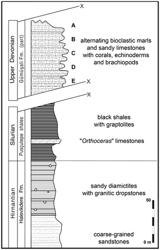 Figure 4. Diagrammatic sketch of the top of the succession in the Kozan section along the road of the Kilgen Lake, with samples location.