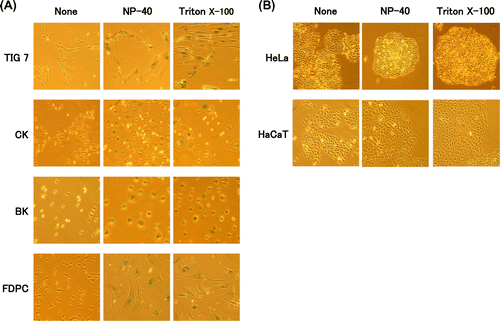 Fig. 2. Effects of surfactants on morphology and senescence-associated β-galactosidase in various cell types.Notes: Proliferating cells indicated were cultured for three weeks in the presence of NP-40 (TIG-7, 5 μg/mL; CK, 2 μg/mL; BK, 2 μg/mL; FDPC, 1 μg/mL; HaCaT, 10 μg/mL; HeLa, 5 μg/mL), or Triton X-100 (TIG-7, 10 μg/mL; CK, 5 μg/mL; BK, 2 μg/mL; FDPC, 5 μg/mL; HaCaT, 10 μg/mL; HeLa, 10 μg/mL) and stained with senescence-associated β-galactosidase as described in Materials and Methods.