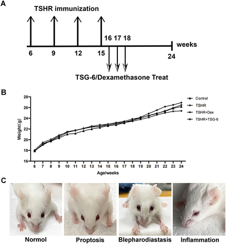 Figure 2 Construction and phenotype of TAO mouse model. (A) Experimental design. In order to evaluate the therapeutic effect of TSG-6 on TAO, female BALB/c mice were randomly divided into four groups. All mice at the age of 6 weeks were immunized with β-Gal (as control) or TSHR plasmid four times three weeks interval apart. One week after the fourth immunization, two groups of TSHR-immunized mice were treated with TSG-6 or dexamethasone once a week for three consecutive weeks. All mice were sacrificed at the age of 24 weeks. (B) Changes in mice body weight during the entire experiment. (C) Ocular symptoms in mice model of TAO. TSHR-immunized mice developed proptosis, eyelid inflammation or blepharodiastasis.