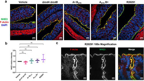 Figure 6. NHE3 expression in the proximal colon is unaltered during infection with wildtype or mutant C. difficile strains.