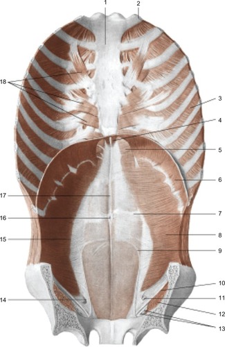 Figure 8 Continuity from the pelvis to the sternum. Muscles of the anterior wall of the trunk; view from inside. In addition, we can assume a malfunction of the respiratory diaphragm because of the stiffening of the lumbodorsal spine, to which the primary muscle of respiration is closely connected. Reproduced with permission Anastasi et al. AA VV, Anatomia dell’uomo, 4 ed, Edi.ermes, Milano [Human Anatomy].Citation114