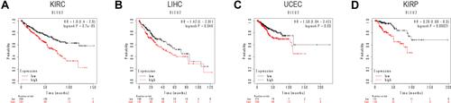 Figure 4 Survival curves of high and low DLEU2 expression in different cancers derived from the Kaplan–Meier Plotter database. Among them, red text refers to DLEU2 high expression group, black refers to DLEU2 low expression group. (A) High expression of DLEU2 indicates a poor OS of KIRC. (B) High expression of DLEU2 is associated with a poor OS in LIHC. (C) High expression of DLEU2 correlates with a poor OS in UCEC. (D) High expression of DLEU2 implies a poor OS in KIRP.