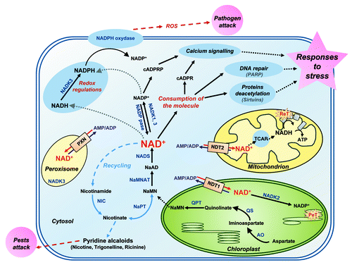 Figure 1. Metabolism of nicotinamide adenine dinucleotide (NAD) in plants and its responses to stress. De novo biosynthesis, recycling, catabolism and utilization of the NAD+ molecule. Plain arrows indicate experimentally demonstrated reactions. Dashed arrows refer to condensed biochemical steps or experimentally non-demonstrated reactions. ADP: adenine diphosphate; AMP: adenine monophosphate; AO: aspartate oxidase; ATP: adenine triphosphate; cADPR(P): cyclic ADP-ribose (phospshate); ReT and PeT: respiratory and photosynthetic electron transport chains, respectively; NaAD: nicotinic acid adenine dinucleotide; NADK: NAD kinase; NADP: NAD phosphate; NADP pase: NADP phosphatase; NaMN: nicotinic acid mononucleotide; NaMNAT: NaMN adenylyltransferase; NADS: NAD synthetase; NaPT: nicotinate phosphoribosyltransferase; NDT: NAD+ carrier; NIC: nicotinamidase; PARP: poly-ADP-ribose polymerase; PXN: peroxisomal NAD carrier; QPT: quinolinate phosphoribosyltransferase; QS: quinolinate synthase; ROS: reactive oxygen species; TCAP: tricarboxylic acid pathway.