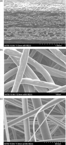 Figure 3 SEM image of (a) 2LM (×50), (b) ThB1 (×300), and (c) MB1 and scrim (×300).