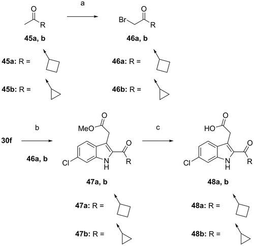 Scheme 7. Synthesis of [2-cycloalkanecarbonyl-(5- or 6-substituted)-1H-indol-3-yl]acetic acids 48a,b. Reagents and conditions: (a) tetrabutylammonium tribromide, CH2Cl2–MeOH; (b) K2CO3, acetone; then DBU; (c) 2 N NaOH, EtOH, reflux; then acidified by 2 N HCl, room temp.