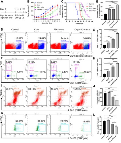 Figure 4. Cryo combined with PD-1 mAb improves tumor immunosuppression and enhances the immune response induced by Cryo. A, Experimental flow chart of the study. B, Plot of distant tumor growth curves for each treatment group (n = 10). C, Survival time profiles of mice in each treatment group (n = 10). D, Representative flow cytometric plots (Rfcp) of CD45+ immune cells in distant tumor tissues of each treatment group. E, Percentage of CD45+ TILs. F, Rfcp of CD4+ and CD8+ T cells (CD45+ gate). G, Percentage of CD8+ TILs. H, Percentage of CD4+ TILs. I, Representative flow cytometric plots of MDSCs. J, Percentage of MDSCs. K, Rfcp of FoxP3+ cells (CD4+ gate). L, Percentage of Treg cells. All results are representative of three independent experiments with five mice per group.