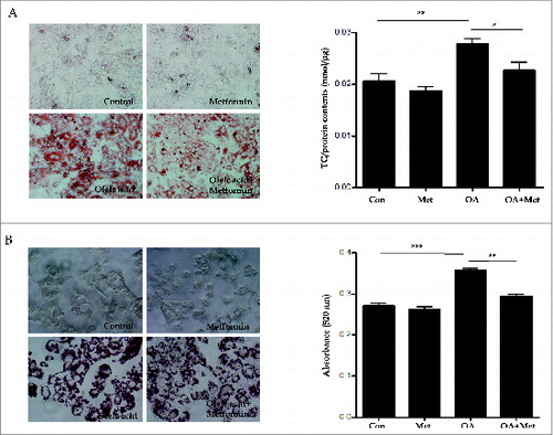 Figure 3. Metformin reduces oleic acid-induced lipid accumulation in hepatocytes in vitro. Treatment with OA (2.0 mM for primary hepatocytes, 1.0 mM for HepG2 cells) in combination with 30 mM glucose for 8 h significantly increased intracellular lipid accumulation. In contrast, pretreatment with 0.5 mM metformin for 2 h before OA exposure significantly reduced OA-induced lipid accumulation in both primary hepatocytes (A) and HepG2 cells (B), as assessed by visualization and quantification of ORO staining (× 40). Values displayed are means ± SEM of 8 independent experiments. Asterisks (*P < 0.05,**P < 0.01,***P < 0.001) indicate significant differences.