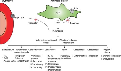 Figure 2 Mechanisms underlying the probable adenosine-dependent and non-adenosine-dependent pleiotropic effects of ticagrelor.