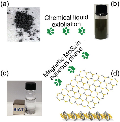 Figure 1. Schematic depiction of the exfoliated MoS2 with magnetism via chemical liquid strategy. (a) Bulk MoS2 powder with size around 1.0 µm. (b) A dispersion of exfoliated MoS2 in IPA solution. (c) Layered MoS2 nanosheets dispersed in water, demonstrating the ferromagnetism clearly. (d) Atomic layer MoS2 arrangement of S and Mo atoms model.