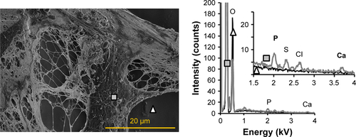 Figure S3 EDX analysis of biomineralization illustrated on sample PTMC/PLA 2 in OM− revealing the presence of Ca and P elements deposited in the pericellular environment (square) and its absence on cell-free area (triangle). This analysis was determined by energy-dispersive X-ray (EDX, Oxford Instruments, Abingdon, UK), following C coating.Abbreviations: EDX, energy dispersive X-ray; OM, osteogenic media; PLA, poly(lactic acid); PTMC, poly(trimethylene carbonate).