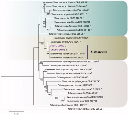 Figure 5. Phylogenetic tree of Talaromyces siamensis CNUFC DMW2-2 and CNUFC DMW2-2-1, and related species, based on maximum-likelihood analyses of internal transcribed spacer, beta-tubulin, and calmodulin sequences. The sequence of Talaromyces dendriticus was used as an outgroup. Bootstrap support values of ≥50% are indicated at the nodes. Ex-type strains are indicated by T.