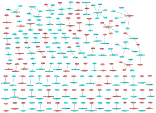 Figure 3 The DElncRNAs-nearby targeted DEGs interaction network in male osteoporosis. The DElncRNAs-nearby targeted DEGs interaction network was consisted of 278 nodes and 168 edges. Ellipses and rhombuses were used to represent the DEGs and DElncRNAs in male osteoporosis, respectively. Red and blue colors were used to represent up- and down-regulation in male osteoporosis, respectively.
