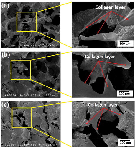 Figure 6. Microscopic fracture mechanism of HAp scaffolds fabricated by collagen at 50% compressive rate sintering at 1000°C (a), 1100°C (b), and 1200°C (c).