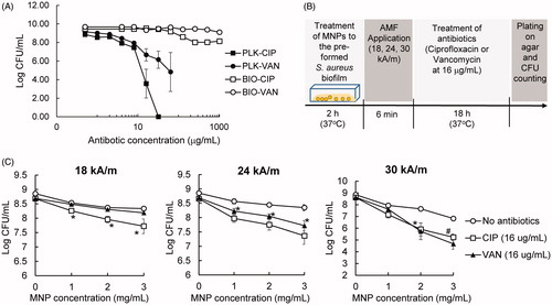 Figure 3. Efficacy of MNP/AMF hyperthermia on the susceptibility of S. aureus biofilm to antibiotics. (A) The susceptibility of planktonic (PLK) and biofilm (BIO) phase of S. aureus to ciprofloxacin (CIP) and vancomycin (VAN). N = 4 per group. (B) A schematic diagram for the experimental protocol to quantify the effect of MNP/AMF on the susceptibility of S. aureus biofilm to antibiotics. (C) The effect of MNP/AMF hyperthermia on the susceptibility of S. aureus biofilm to CIP and VAN for varying conditions of MNP concentration (1, 2, 3 mg/mL) and AMF intensity (18, 24, 30 kA/m). N = 5–9 per group. *p < .05 and #p < .01 vs No antibiotics group.