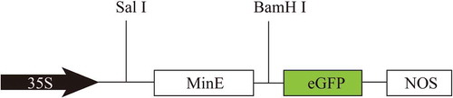 Figure 1. Schematic representation of the 1300-MeMinE-GFP vector construct driven by the constitutive CaMV 35S promoter and terminated by nopaline synthase terminator (NOS).