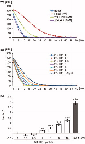 Figure 6. The effect of GHHPH peptide on peroxyl radical. The quenching curve of the fluorescent probe in the group treated with PBS, HRG (1 µM), 2GHHPH (6 µM), and 2GAAPA (6 µM) (A) or in different concentrations of 2GHHPH (0–10 µM) (B). (C) The antioxidant capacity was calculated on the basis of the area under the fluorescent decay curve. The results shown are the means ± SEM of three experiments. ***p < 0.001 vs. PBS (2GHHPH peptide 0 µM).