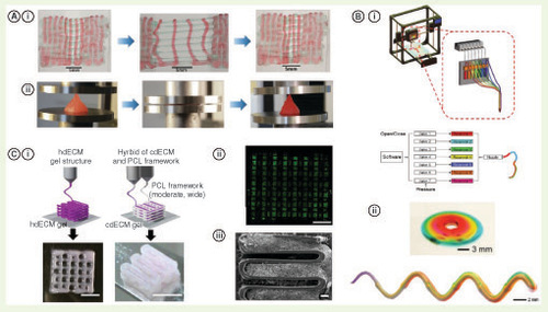 Figure 3. Advanced bioinks. (A) (i) Elastic, highly stretchable of PEG-alginate-nanoclay printed in a bilayer mesh is stretched to three-times of its initial length followed by relaxation that demonstrates almost complete recovery of its original shape. (ii) A printed pyramid of the same material undergoes a compressive strain of 95% and returns to its original shape [Citation172]. Reproduced with permission from John Wiley & Sons Inc. (B) (i) Setup of continuous multimaterial deposition in which seven different bioinks can be extruded simultaneously or alone by controlling the valve opening, (ii) printed helix and lumen structure using three different materials and a seven-material fiber [Citation179]. Reproduced with permission from John Wiley & Sons Inc. (C) (i) Extrusion of decellurized ECM bioink alone and in conjunction with a PCL frame, (ii) live–dead staining depicting the cell viability after deposition, (iii) a scanning electron microscope image illustrating the ECM between the PCL fibers. Reprinted by permission from Macmillan Publishers Ltd, Nature Communications [Citation177] © 2014.ECM: Extracellular matrix; IPN: Interpenetrating network; PCL: Polycaprolactone; PEG: Polyethylene glycol.