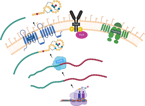 Figure 8. Proposed model for the biosynthesis of pseudocin 196. Pro-peptide is modified by PscM and transported outside the cell by PscT as an active peptide. PscK and PscR, are potentially regulating the expression and production of the peptide. The transport system PscEFGH which is involved in the immunity is potentially excreting pseudocin 196 externally.