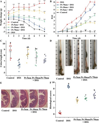 Figure 2 The DSS-induced clinical symptoms: (A) body weight kinetics; (B) Disease Activity Index (DAI); (C) statistical analysis and (D) representative images of colon length; (E) typical images and (F) histopathological scores of colonic tissues. Data in (A) and (B) are presented as mean ± standard deviations with significant differences versus the DSS control represented by asterisks (**P < 0.01, *P < 0.05, two-paired Student’s t-test). Each point in (C) and (F) represents the result of one animal, with significance labeled by different lower-case letters (P < 0.05, one-way analysis of variance with Turkey’s honest significant difference test).