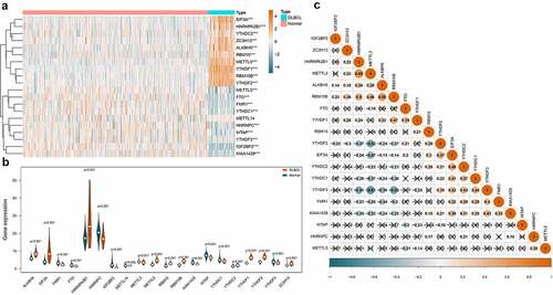 Figure 2. Expression and correlations of m6A regulators in DLBCL. A. Expression heatmap of m6A regulators in DLBCL and normal controls. Darker blue indicates lower expression, while darker orange indicates higher expression. B. Violin plots of m6A regulators in DLBCL and normal controls. C. Correlations among the differentially expressed m6A regulators in DLBCL. Darker blue indicates stronger negative correlations, while darker orange indicates stronger positive correlations. The coefficient with a cross glyph on it indicates no statistical significance