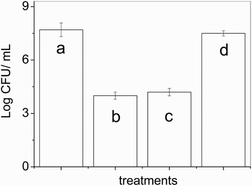 Figure 5 Effect of 0.75 mg/l vancomycin: (c) before and (d) after 2.5 h Rose Bengal-sensitized photolysis on S. aureus ATCC 25923; (a) cellular control without vancomycin; (b) cellular control with vancomycin and without Rose Bengal.