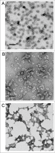 Figure 8. Negative stain TEM of recMoPrP23–231 incubated with LPS (A) or dLPS (B) for 4 d or for 20 hours with Kdo2-lipid A (c). The micrographs show the formation of large oligomers or spheroids. The size of the large PrP oligomers formed with LPS or dLPS was 17–40nm. An amorphous aggregate was observed when the precipitate formed with Kdo2-lipid A and PrP was examined. The scale bar = 100 nm.
