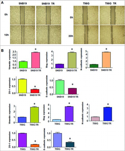 Figure 2. TMZ-resistant cells had enhanced migrate capacity and EMT marker changes.A. Wound healing assays were used to detect the motility in TMZ-resistant cells. B. The mRNA levels of EMT markers were measured by real-time RT-RCR. * P<0.05 vs control.