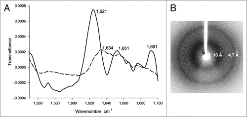 Figure 3 (A) The FTIR spectrum of inclusion bodies of VP1LAC (continuous line) and soluble VP1LAC (broken line). VP1LAC stays in the soluble cell fraction as well as in inclusion bodies when produced in E. coli. (B) The X-ray diffraction of inclusion bodies of ESAT-6. (Partial reproduction of Figs. 8,Citation39 and 2,Citation52).