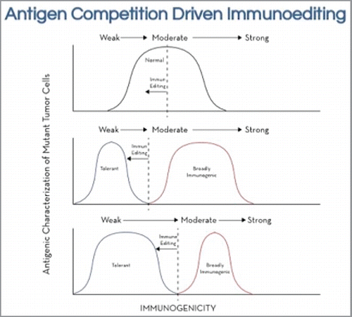 Figure 2. A speculative schematic of antigen competition driven immune editing during the evolution of an adenocarcinoma. At the outset we assume a normal curve of immunogenic clones ranging from weak to strong immunogenicity. Antigen competition driven effects would, through immune editing, begin to create an expanding population of weakly immunogenic, or immune tolerant clones while minimizing the moderate to strongly immunogenic clones. In time these immune tolerant clones can survive and prove fatal in an immune competent host.