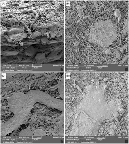 Figure 3. FE-SEM images of hDPSCs morphology on the (A,B) PCL-PEG-PCL, (C,D) PCL-PEG-PCL/Zeolite scaffolds.