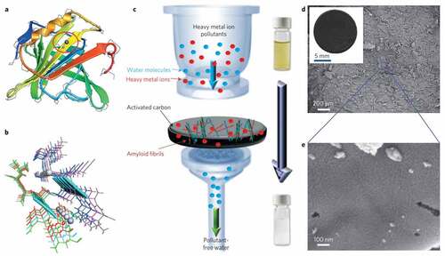 Figure 12. Schematic illustration of amyloid fibrils coupled with activated carbon membrane as an adsorber of heavy metal ions. (a) Structure of the β-lactoglobulin protein with the strongest heavy metal-binding motif highlighted, 121-cys, with a lead ion attached. (b) Amyloid-forming 121-cys-containing fragment (LACQCL) from β-lactoglobulin with docked Pb metal ions. (c) Schematic representation of heavy metal ion purification by amyloid–carbon adsorbers, and photographs of Na2PdCl4 solution changing color from yellow to colorless after filtration due to the adsorption of palladium heavy metal ion pollutants onto the composite membrane. (d) SEM image showing the surface of the composite membrane, with the visual aspect of the membrane shown in the inset. (e) Higher-magnification SEM image of the membrane, demonstrating the assembly of the amyloid fibrils onto the activated carbon surface [Citation259].