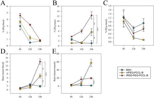 Figure 10 Blood pharmacokinetics and tissue distribution of BSH and BSH-conjugated polymers. Boron concentrations (%ID/g of tissue) in (A) blood, (B) tumor, and (C) muscle tissue were evaluated on A549 subcutaneous tumor-bearing nude mice at 6, 12, and 24 hrs after intravenous administration of BSH or BSH-conjugated polymers (20 mg/kg on a boron basis). (D) Tumor to blood distribution ratio of boron after injection of BSH or BSH-conjugated polymers. (E) Tumor to muscle distribution ratio of boron after injection of BSH or BSH-conjugated polymers. The results are expressed as mean ± SD (n = 3). **P < 0.01, ***P < 0.001.