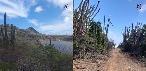 Figure 1. Washington-Slagbaai National Park, (a) general landscape; (b) the location of the observation of the Hemianax ephippiger individual (12°17′04.9′′N 68°22′52.1′′W). Photo: Johanna Hedlund and Eva Ehrnsten.