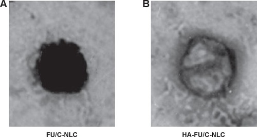 Figure 2 TEM imaging of (A) FU/C-NLC and (B) HA-FU/C-NLC.Abbreviations: TEM, transmission electronic microscopy; HA, hyaluronic acid; FU, fluorouracil; CDDP, cisplatin; C, CDDP-loaded; NLC, nanostructured lipid carriers.