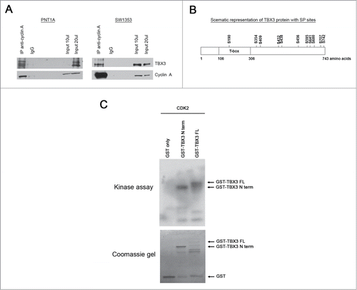 Figure 7. Cyclin A-CDK2 binds and phosphorylates TBX3. (A) Cyclin A immunoprecipitation assays using cells synchronized in S-phase and an antibody to cyclin A. Western blot analyses with antibodies to the indicated proteins was performed using protein extracts from PNT1A and SW1353. (B) Schematic representation of the wild type full length (TBX3 FL) protein used as a substrate in kinase assays. Eleven putative serine proline (SP) motifs was identified. (C) Upper panel: In vitro CDK2 kinase assays were performed using purified GST-TBX3 fusion proteins as substrates in the presence of the recombinant activated CDK2 kinase and [γ−32P] ATP. Kinase assay using the indicated TBX3 proteins is shown in the upper panel after SDS-PAGE and autoradiography. Lower panel: a Coomassie Blue stained gel indicating that comparable amounts of protein were used in the kinase assay.