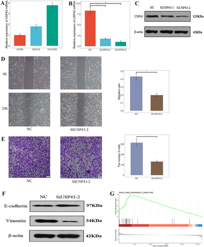 Figure 3. USP43 Promotes Ovarian Cancer Cell Migration and Invasion through epithelial-mesenchymal transformation. (A) Expression of USP43 mRNA in different cell lines. (B,C) Interference efficiency of different groups after RNAi interference; (D) USP43 promotes OVCAR3 cell migration; (E) USP43 promotes OVCAR3 cell invasion; (F) Western blot of expression of epithelial mesenchymal transition marker protein after interference with USP43. (G) Gene Set Enrich Analysis results of USP43-related genes. * P < 0.05,** P < 0.01,*** P < 0.001.