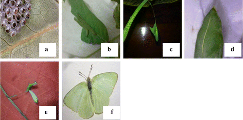Figure 2. Life stages of eggs of butterfly collected from leaves of S. alata reared in laboratory. (a) Eggs on the leaves, (b) larva feeding on leaves, (c) pupa, (d) close-up view of pupa, (e) white pupa after emergent of adult, (f) adult mottled emigrant butterfly.