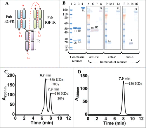 Figure 2. Cartoon representation, SDS-PAGE, reduced western blot and SEC-MALS analyses of the iMab-EI. (A) Cartoon representation of the iMab-EI with linkers connecting the antibody domains shown as red dotted lines. (B) Reduced SDS-PAGE (lanes 1 to 4) and reduced western blot analysis (lanes 5 to 16) of iMab-EI, anti-EGFR and anti-IGF1R antibodies. Molecular mass standards are schematically shown. Lκ, Lλ, H1 and H2 denote anti-EGFR kappa light chain, anti-IGF1R lambda light chain, anti-EGFR heavy chain, anti-IGF1R heavy chain, respectively. FL denotes the full-length iMab-EI. Lane 2 is the anti-EGFR antibody, lane 3 is the anti-IGF1R antibody and lane 4 is the full-length iMab-EI. Lanes 6, 7 and 8 is the reduced western blot probed with an anti-human Fc antibody. Lanes 10, 11 and 12 is the reduced western blot probed with an anti-human kappa antibody. Lane 14, 15 and 16 is the reduced western blot probed with an anti-human lambda antibody. (C) SEC-MALS of the iMab-EI after protein A purification. (D) SEC-MALS of monomeric iMab-EI. The molecular weights in KDa were obtained using SEC-MALS.