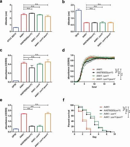 Figure 2. UvrY dominates the virulence without altering the physiological functions of Aeromonas dhakensis in terms of (a) swimming, (b) swarming, (c) auxotroph, (d) growth curve, (e) biofilm formation, and (f) virulence to C.elegans. s. aureus ATCC 29213 is a negative control strain for swimming. B. subtilis 3610 is a positive control strain for swarming. E. coli OP50 is a negative control strain for auxotroph, growth curve and biofilm formation. (***P < 0.001, **P < 0.01 and *P < 0.05)