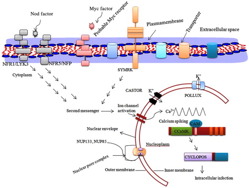 Figure 3. Figure representing perception of arbuscular mycorrhizal Nod/Myc factor by the respective receptor molecule. Upon perception of Nod/Myc signal, receptor molecule passed the signal to downsteam part which in turn activates the second messengers in cytoplasm. The second messengers led to activation of CASTOR, POLLUX or DMI1 like molecules. Upon activation of CASTOR, POLLUX, or DMI1 molecule, K+ ion released out from nucleoplasm making the cytoplasm hyperpolarized. Once the cytoplasm gets hyperpolarized, perinuclear Ca2+ ion enters into the nucleoplasm resulting in Ca2+ spiking. The Ca2+ ion binds to CCaMK which in turn passes the signal to CYCLOPOS gene responsible for regulation of mycorrhization process.