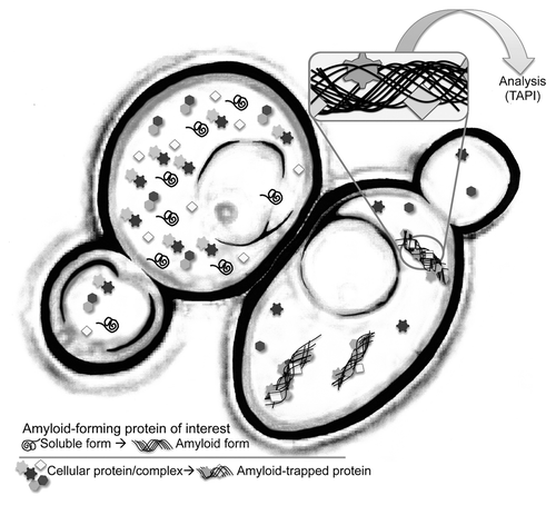 Figure 1. Cartoon representation of an isogenic pair of yeast cells. The cell on the right harbors an amyloid aggregate. TAPI (technique for amyloid purification and identification) couples a novel purification scheme with tandem mass spectrometry to identify proteins that form amyloid or are tightly associated with amyloid aggregates.