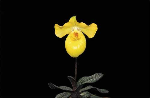 Photo 1. A flowering plant of Paphiopedilum armeniacum. Photographer: Mei-Na Wang