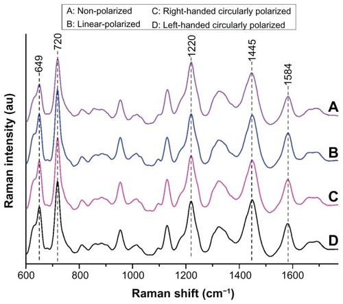 Figure 3 Comparison of the SERS spectra from a seminal plasma sample under different types of excitation (nonpolarized laser, linear-polarized laser, right-handed circularly polarized laser, and left-handed circularly polarized laser).Abbreviation: SERS, surface-enhanced Raman scattering.