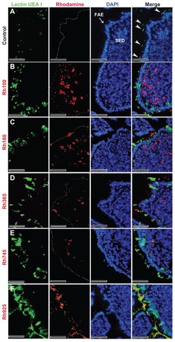 Figure 2 Fluorescent microscope images showing the FAE of PPs that had been stained with lectin UEA I (a marker for alpha-L-fucose residue on M cells) after 4 hours of oral administration of different sizes of fluorescent thiol-organosilica particles. (A) Control, M cells were scattered in the FAE, and alpha-L-fucose residue was expressed on the surface and upper cytoplasm of M cells. PP after administration of (B) Rh100 particles, (C) Rh180 particles, (D) Rh365 particles, (E) Rh745 particles, and (F) Rh925 particles. The expression of alpha-L-fucose residue on the surface and cytoplasm of M cells increased more in animals that had been administered Rh745 or Rh925 than in animals that had been administered the smaller particles Rh100, Rh180, or Rh365 or the control.Note: Scale bar = 50 μm.Abbreviations: FAE, follicle-associated epithelium; PPs, Peyer’s patches; Rh, rhodamine B; SED, subepithelial dome; UEA I, Ulex europaeus agglutinin I.